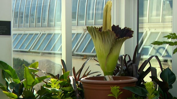 corpse-flower.jpg