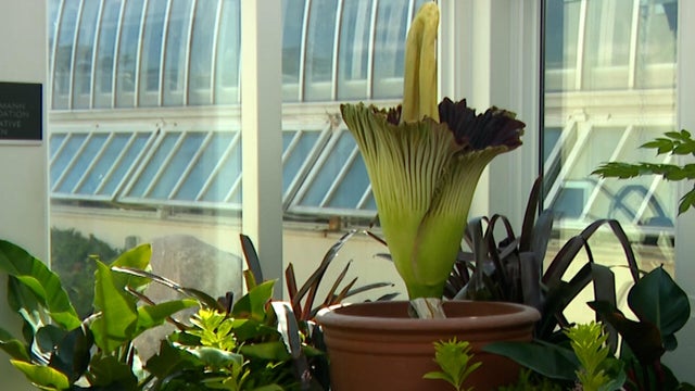 corpse-flower.jpg 
