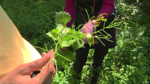 garlic-mustard.jpg 