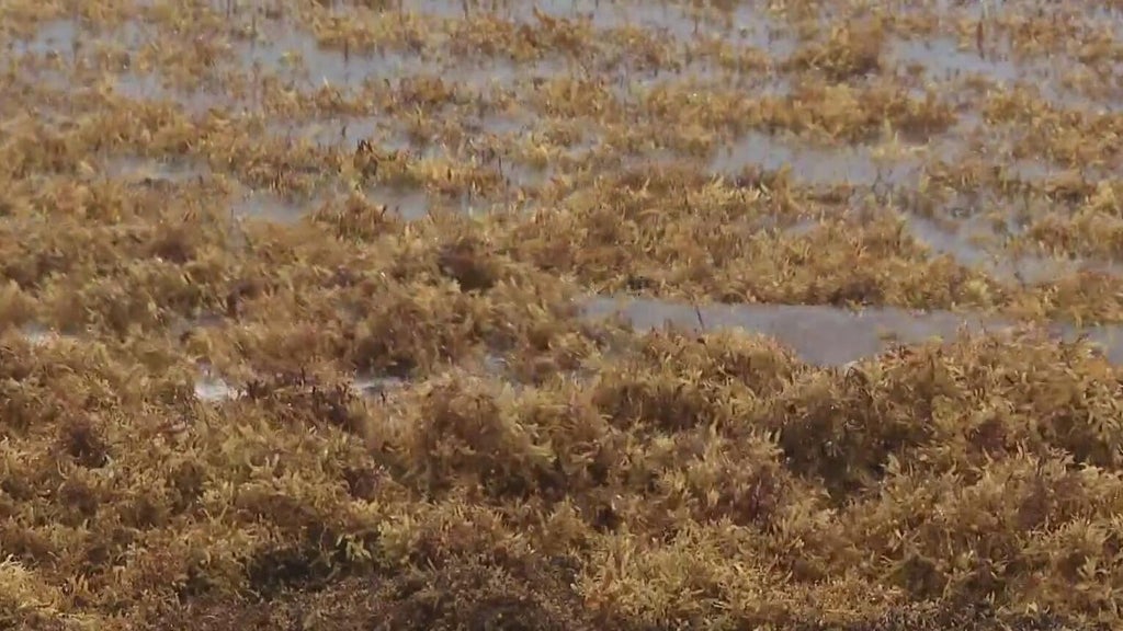 South Florida beachgoers complaining about record breaking amounts of sargassum