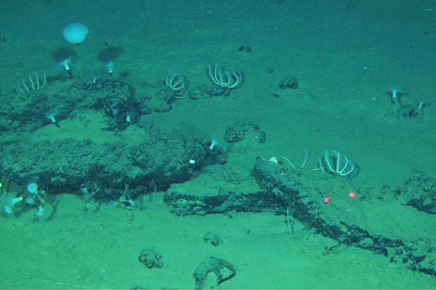 Science Whale Graveyard
