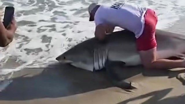 Great White Shark Nantucket 