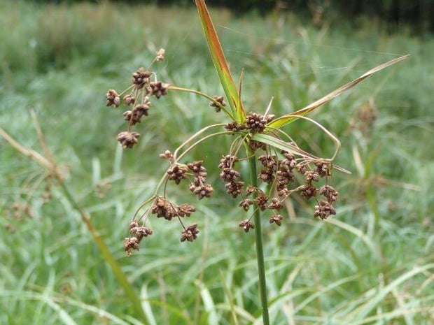 usfws-northeastern-bulrush-flower-head-medium.jpg 