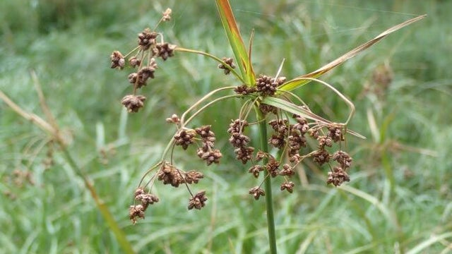 usfws-northeastern-bulrush-flower-head-medium.jpg 