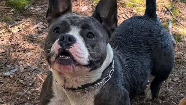 Maisie Saugus dog