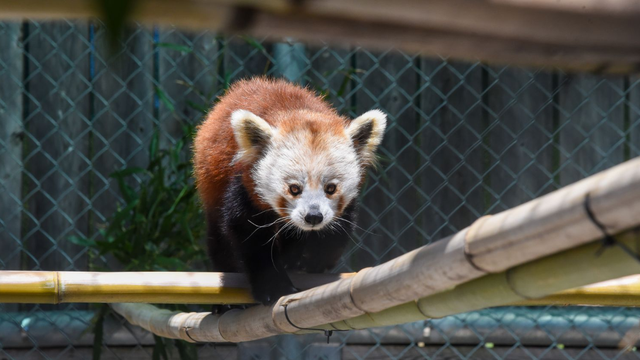 red-panda1.png 