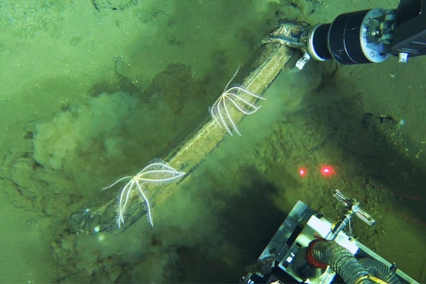 Science Whale Graveyard 
