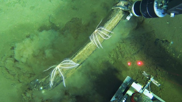 Science Whale Graveyard 