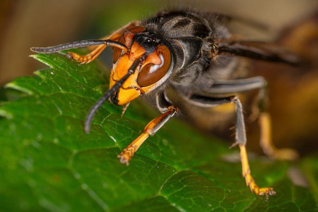 Asian Giant Hornet - Vespa Mandarinia