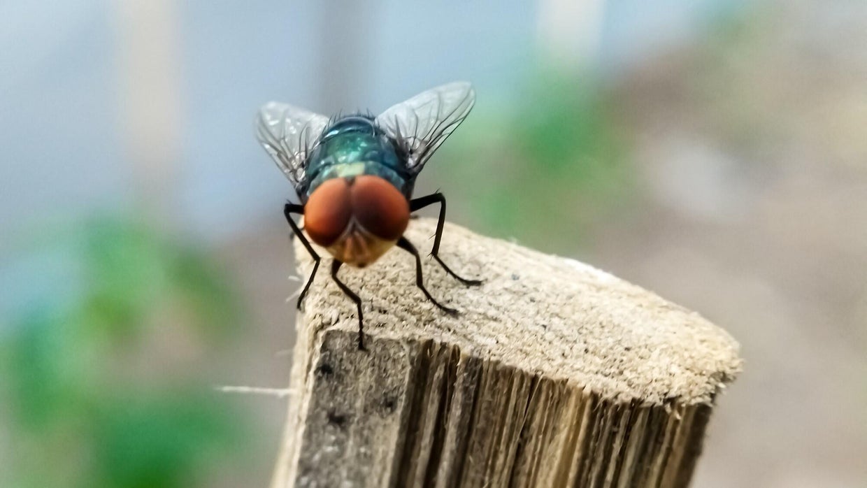 State officials announce emergency rule to prevent spread of parasitic ...