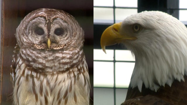 bird-flu.jpg 
