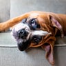 Boxer puppy relaxing on the sofa 
