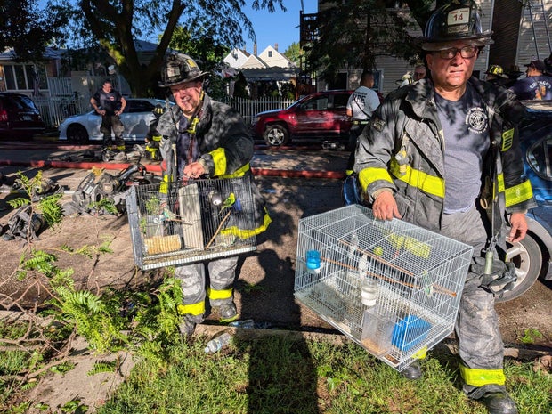 laflin-st-fire-bird-rescue.jpg