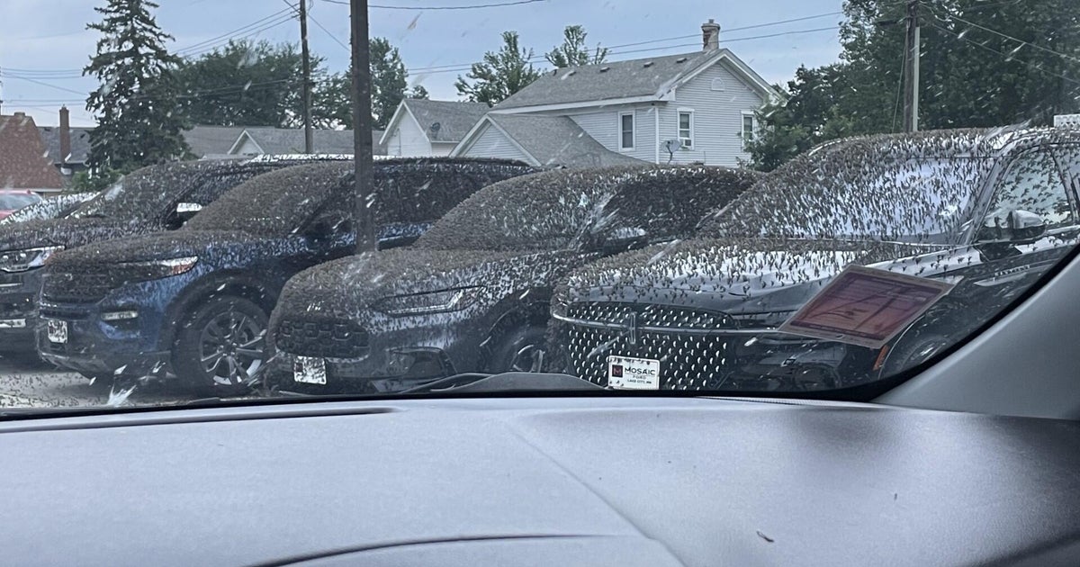 Mayfly hatch prompts southeast Minnesota transportation officials to shut off bridge lights