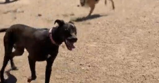 Denver warns of spike in lost pets