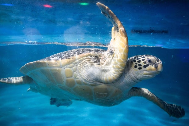 "Spy turtles" and "spy fish" prowling China's waters, Beijing claims