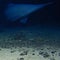 Goblin shark seen alive in natural deep-sea habitat for the first time