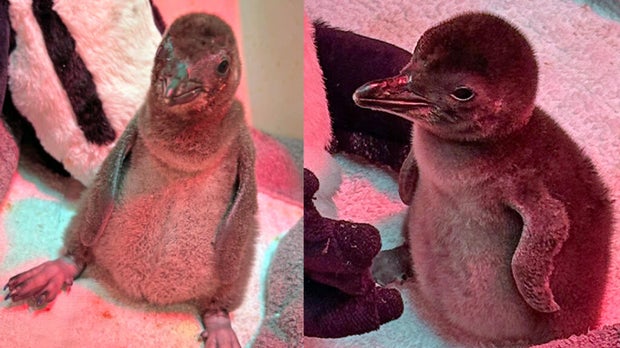 SF Zoo penguin chicks