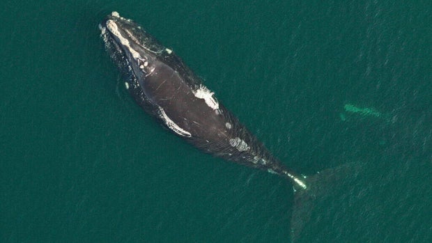 new-whale.jpg