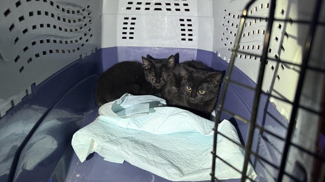 kitten-rescue-3.jpg 