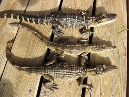 gator-croc-caiman-copy.jpg