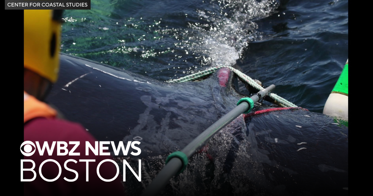 Rescue teams free humpback whale off Massachusetts