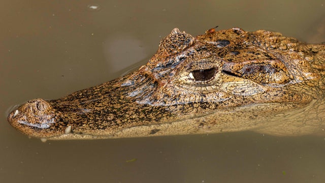Spectacled Caiman 