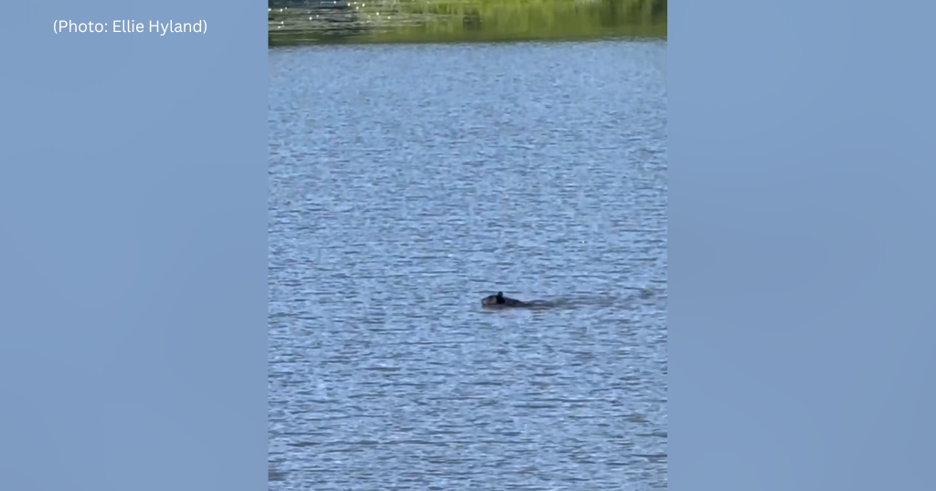 Video shows bear swimming in North Park Lake