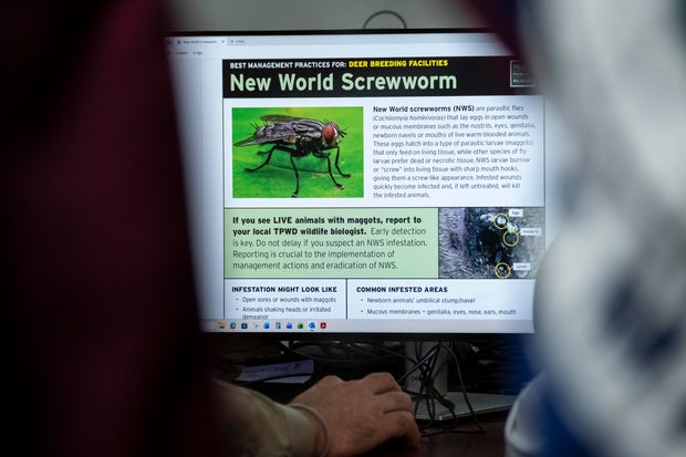 Governor Greg Abbott Holds A Press Conference On New World Screwworm In Texas