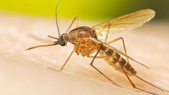 Female Culex Mosquito On Skin 