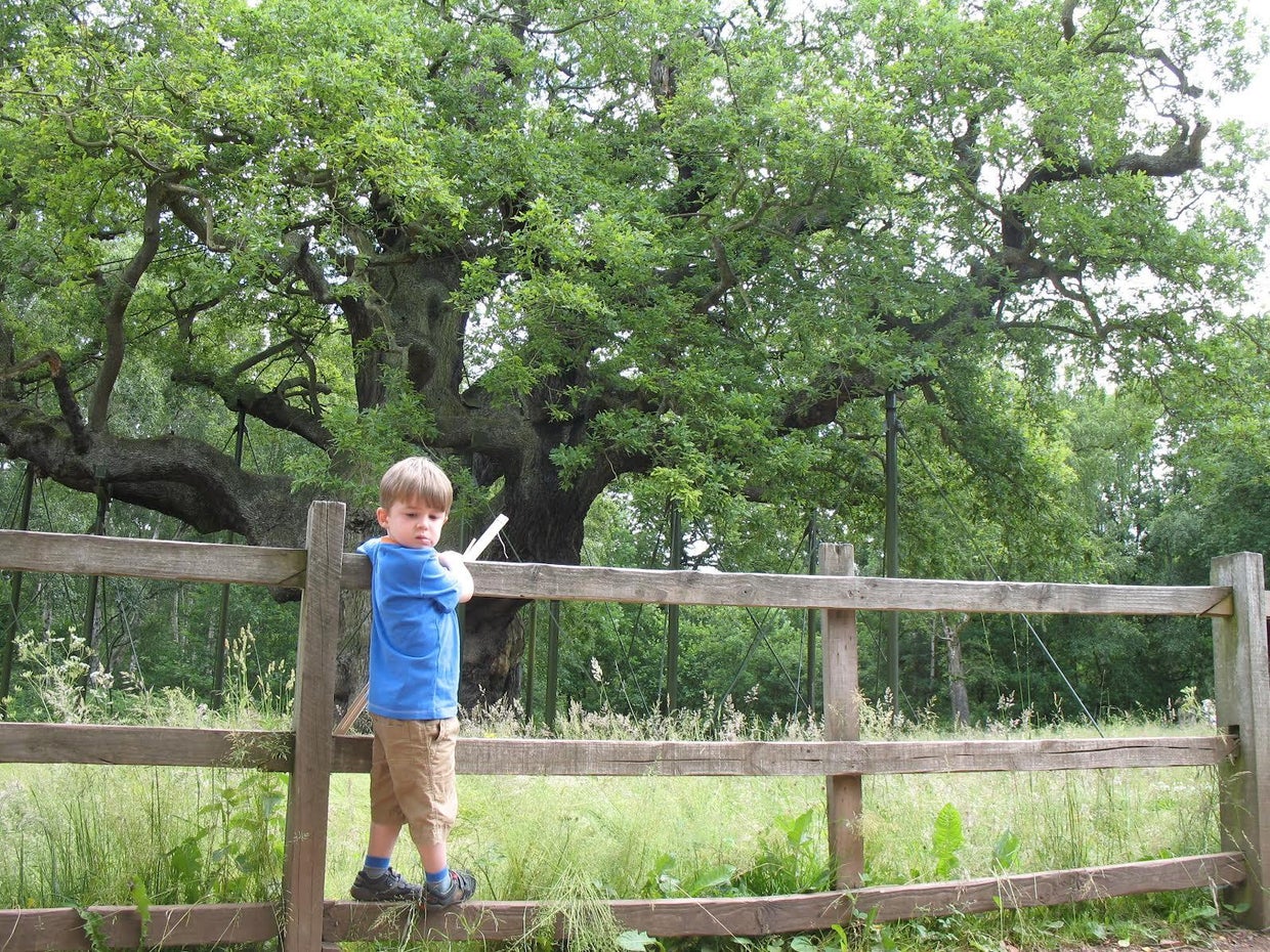 1-200-year-old-robin-hood-oak-tree-in-sherwood-forest-has-died-group
