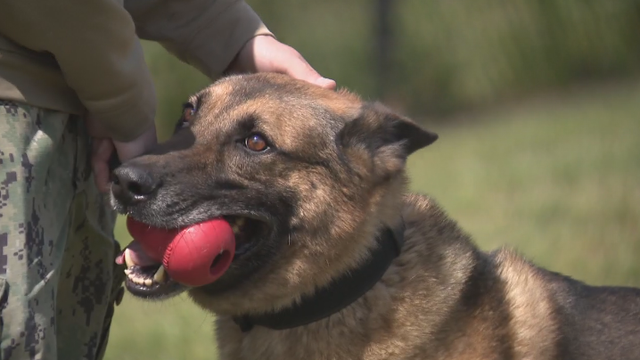 germans-shepherd.png 