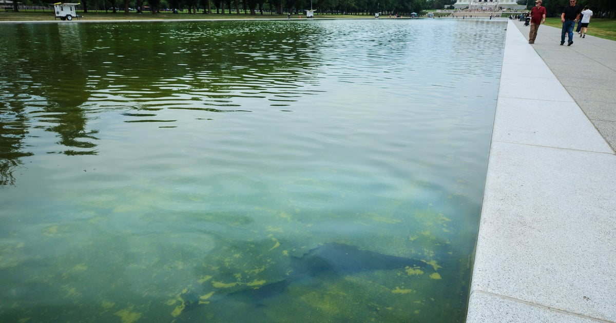 В новата повърхност на Reflecting Pool, избрана от Тръмп, се появяват разкъсвания, след като водораслите станат зелени от водата