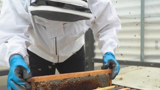 century-city-urban-beekeeper.jpg 
