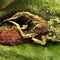 Scientists discover parasite that preys on insect-killing "zombie fungus"