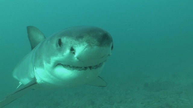 great-white-sharks-video-cooper.jpg 