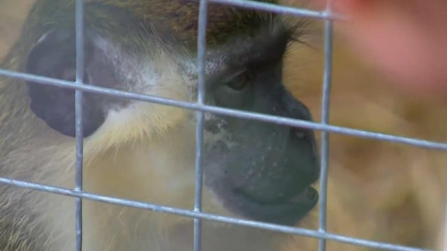 vervetmonkey.jpg 