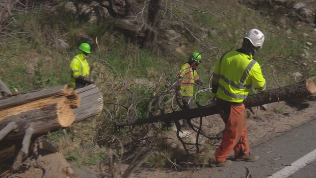 highway-tree-clearing-pkg-frame-4149.jpg 