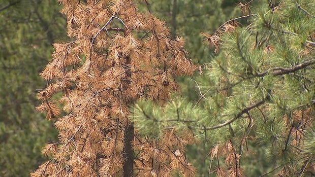 pine-beetle-non-profit-5pkg-frame-1088.jpg