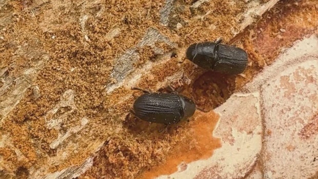 pine-beetle-non-profit-5pkg-frame-777.jpg
