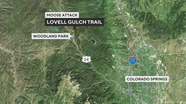 moose-attack-lovell-gulch-trail.jpg 