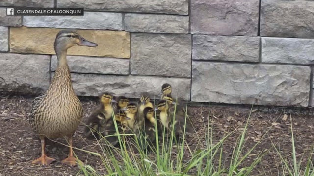 algonquin-ducks.jpg 