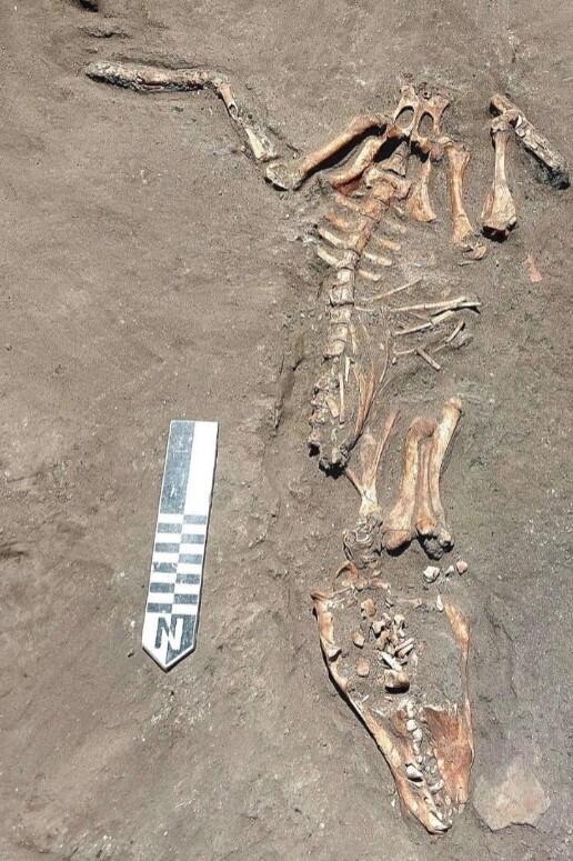 wild-boar-ancient-egypt-burial.jpg