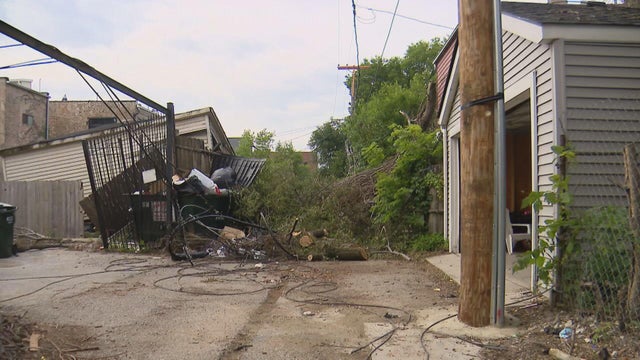 bronzeville-downed-tree.jpg 