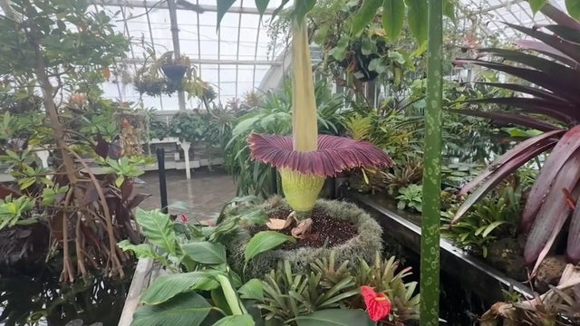 Corpse flower 