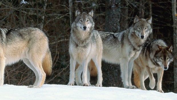 Grey wolves (Canis lupus) in snow-covered landscape, Canada 