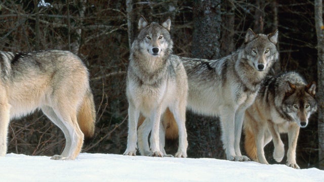 Grey wolves (Canis lupus) in snow-covered landscape, Canada 