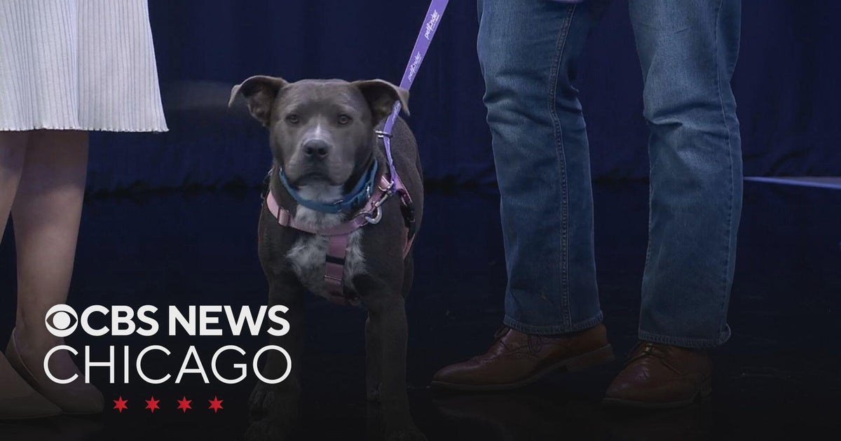 Pet of the Week: Meet a friendly dog named Ladybug