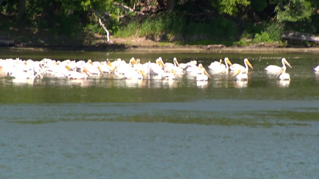10p-pkg-fmn-pelican-breeze-cruises-wccoaqae-00-01-2629.jpg 