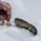 AI helps decode new secrets from scrolls burned by Mount Vesuvius